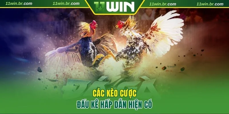 3 loại hình cược đá gà nổi bật tại 11WIN